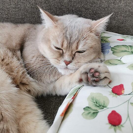 Skyli