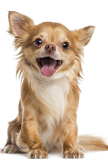 Platz 6: Der Chihuahua ist zwar klein, aber weiterhin begehrt.