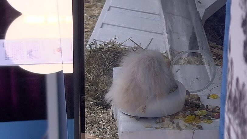Haus-Hamster Little-Bro scheint das alles gar nicht zu interessieren.