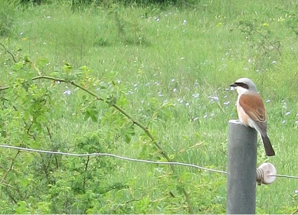 Auf die Spuren der Vogelwelt im Riemer Park geht es bei der Vogelexkursion.