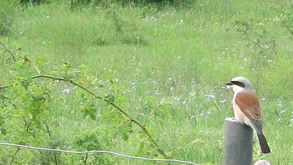 Auf die Spuren der Vogelwelt im Riemer Park geht es bei der Vogelexkursion. Auf die Spuren der Vogelwelt im Riemer Park geht es bei der Vogelexkursion.