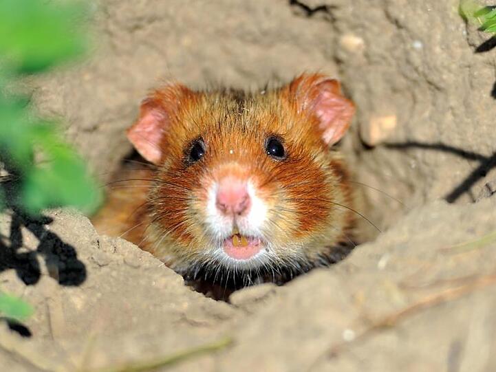 Ein Feldhamster krabbelt auf einer Ackerfläche aus seinem Bau. Foto: picture alliance / dpa