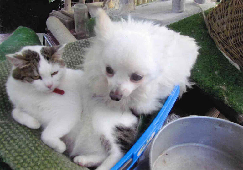Katze Lady Cheyenne und Pomeranian-Spitz Brilliant