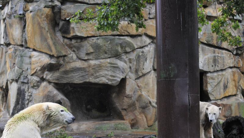 Knut und Gianna im Berliner Zoo.