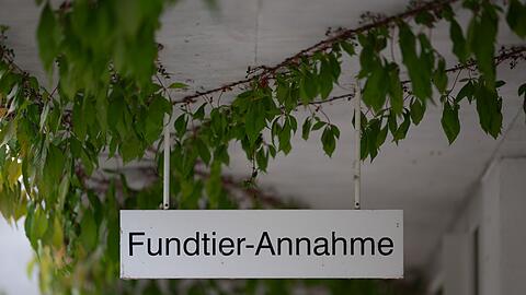 Rettung für ausgesetzte Katzen: die "Fundtier-Annahme" im Tierheim Berlin. (Archivbild)