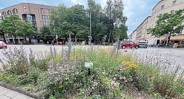 Diese Verkehrsinsel wurde durch das Handeln des BA begrünt. Eine Anwohnerin aus der Adlzreiterstraße ist dort Grünpatin.