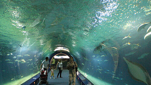 Meeresaquarium L' Oceanografic, Foto: PR Meeresaquarium L' Oceanografic, Foto: PR