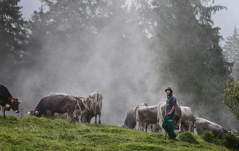 Ende des Sommers - im Allgäu hat der Viehscheid begonnen.