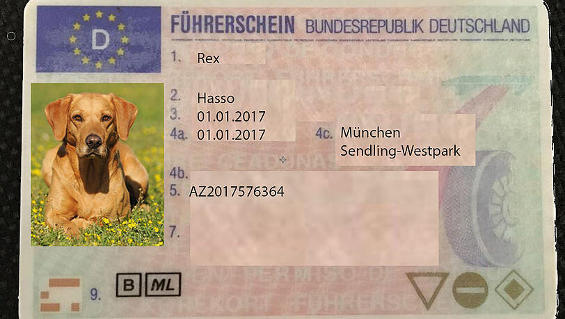 So oder so ähnlich? PETA fordert einen obligatorischen Hundeführerschein. So oder so ähnlich? PETA fordert einen obligatorischen Hundeführerschein.