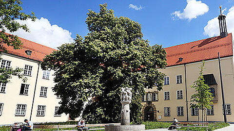 Die Linde stand schon vor dem Rathaus hier &ndash; sie ist über 100 Jahre alt.