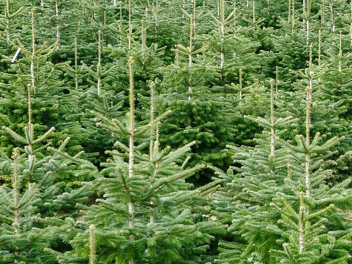 Gepflanzte Weihnachtsbäume stehen auf einem Feld. Foto: Frank Molter/dpa