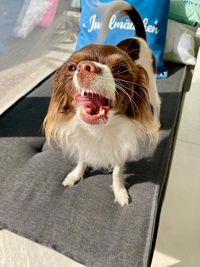Fleur: Weil sie nicht nur meine beste Freundin ist, sondern auch die Einzige, die es schafft, mit einer einzigen Grimasse meine Laune zu retten – und mich gleichzeitig zum Lachen und zum Staunen zu bringen. Andere Hunde holen Stöckchen, meiner holt Lacher! Ob Model oder Clown: Sie trifft immer den richtigen.
