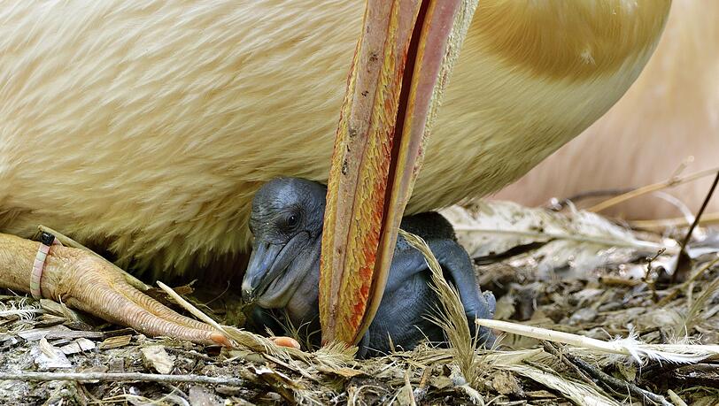 Eines der Pelikan-Babys in Hellabrunn.