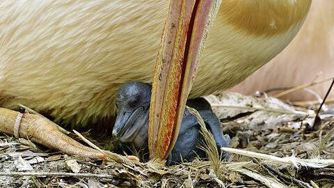 Eines der Pelikan-Babys in Hellabrunn.