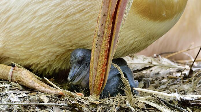 Eines der Pelikan-Babys in Hellabrunn.