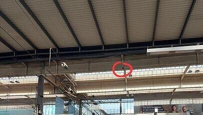 Gefangen im Abwehrnetz der Bahn: Im roten Kreis hängt eine der Tauben, die dort verendete. Gefangen im Abwehrnetz der Bahn: Im roten Kreis hängt eine der Tauben, die dort verendete.