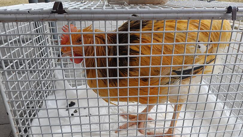Zwei Hähne wurden in Freiham in Mülltüten entsorgt, einer hat überlebt und lebt derzeit im Tierheim. Dort wurde er auf den Namen "Curry" getauft. Zwei Hähne wurden in Freiham in Mülltüten entsorgt, einer hat überlebt und lebt derzeit im Tierheim. Dort wurde er auf den Namen "Curry" getauft.