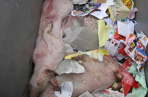 Kurioser Fund in Freimann: Drei Schweine lagen im Papiercontainer