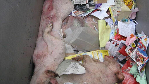 Kurioser Fund in Freimann: Drei Schweine lagen im Papiercontainer Kurioser Fund in Freimann: Drei Schweine lagen im Papiercontainer