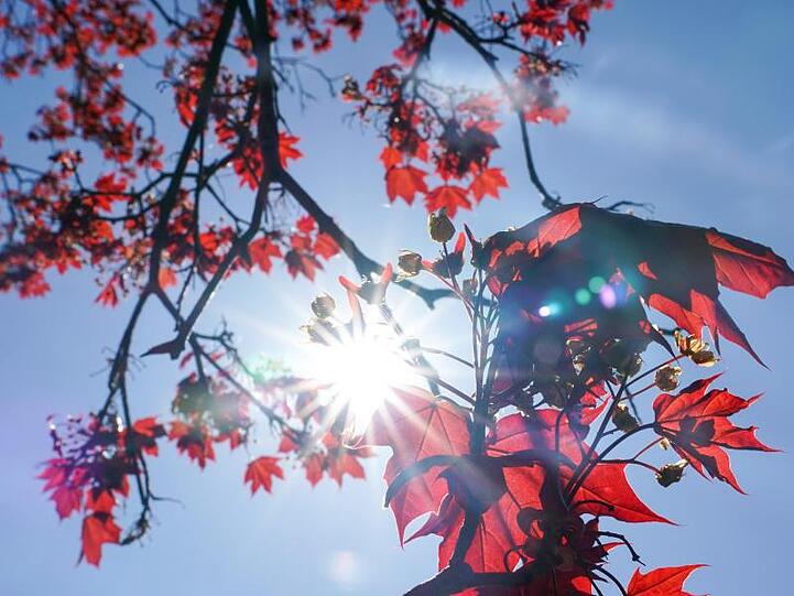 Die Sonne strahlt durch die roten Blätter eines Rot-Ahorns. Foto: Peter Endig/dpa-Zentralbild/dpa/Archivbild