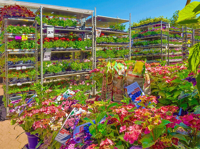 Aus dem Gartencenter verbreiten sich die Großen Drüsenameisen wohl weiter. Aus dem Gartencenter verbreiten sich die Großen Drüsenameisen wohl weiter.