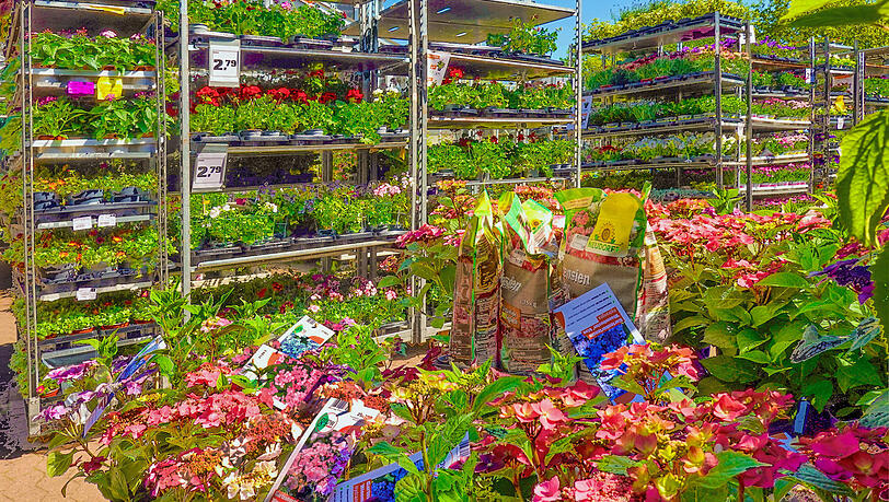 Aus dem Gartencenter verbreiten sich die Großen Drüsenameisen wohl weiter. Aus dem Gartencenter verbreiten sich die Großen Drüsenameisen wohl weiter.