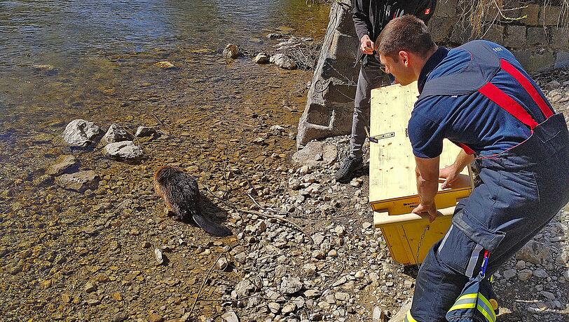 Weil Biber unter Naturschutz stehen, schaltete die Feuerwehr auch die Untere Naturschutzbehörde und den örtliche Biberbeauftragten ein. Weil Biber unter Naturschutz stehen, schaltete die Feuerwehr auch die Untere Naturschutzbehörde und den örtliche Biberbeauftragten ein.
