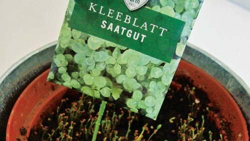 Über Nacht schießt das Kleeblatt aus der Erde. Über Nacht schießt das Kleeblatt aus der Erde.