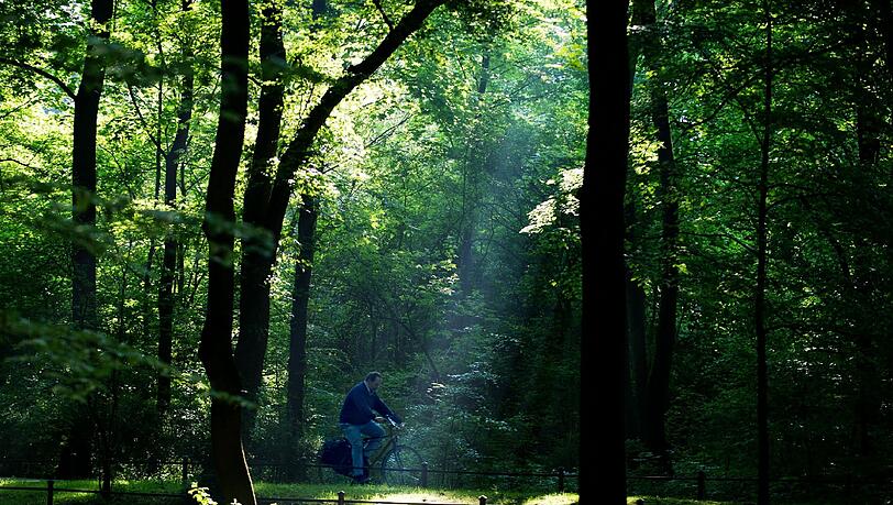 Erholung in einer der grünen Oasen der Stadt: Ein Fahrradfahrer fährt durch den Englischen Garten. Erholung in einer der grünen Oasen der Stadt: Ein Fahrradfahrer fährt durch den Englischen Garten.