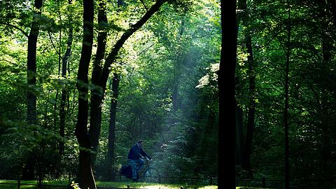 Erholung in einer der grünen Oasen der Stadt: Ein Fahrradfahrer fährt durch den Englischen Garten.