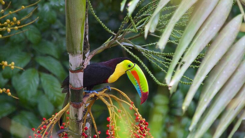 Der Fischer- oder Regenbogentukan ist in Panama heimisch. Der Fischer- oder Regenbogentukan ist in Panama heimisch.