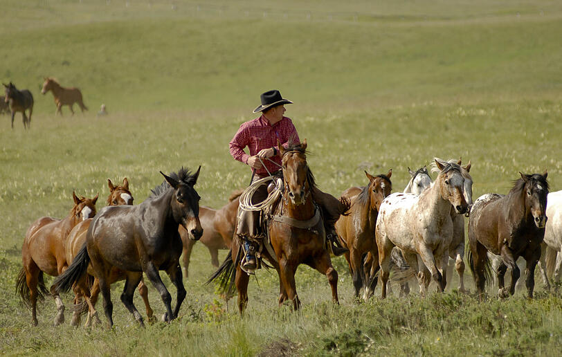 Auf Working Ranches müssen die Urlauber auch beim Viehtrieb mit anpacken.