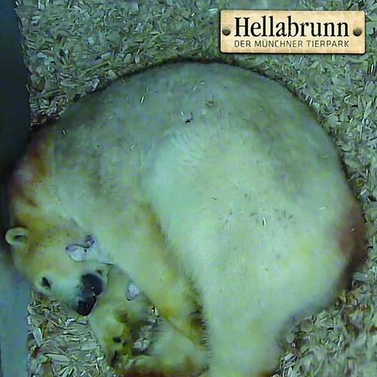 Gerade geboren: Hier sind die Zwillingsbärchen kaum größer als Meerschweinchen und wiegen höchstens 600 Gramm.