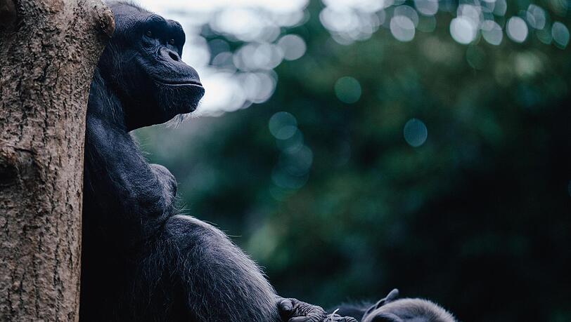 Schimpanse Jambo ist der Neue im Münchner Tierpark Hellabrunn.