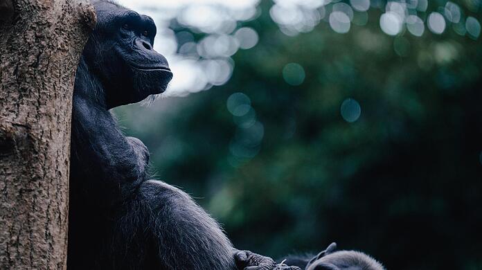 Schimpanse Jambo ist der Neue im Münchner Tierpark Hellabrunn.