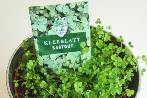 Ist zu einem prächtigen Busch in sattem  Grün herangewachsen: das Kleeblatt-Saatgut.