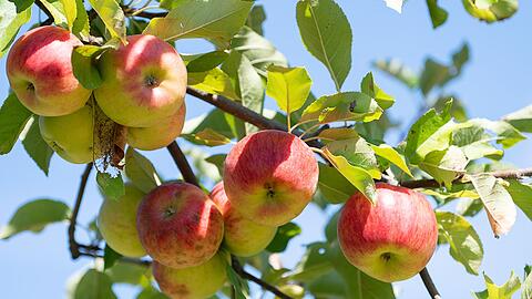 Obstbaubetriebe rechnen mit mehr als einer Million Tonnen Äpfeln (Archivbild)