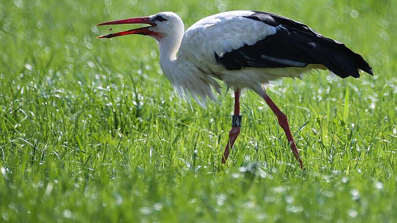 Ein Storch hat in Neu-Ulm eine Kita "belagert". (Symbolbild)