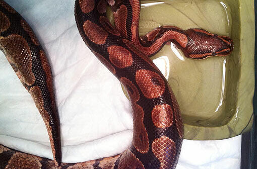 Eine Schlange wie diese Python hatte eine Frau in Opfenbach in ihrem Bett.