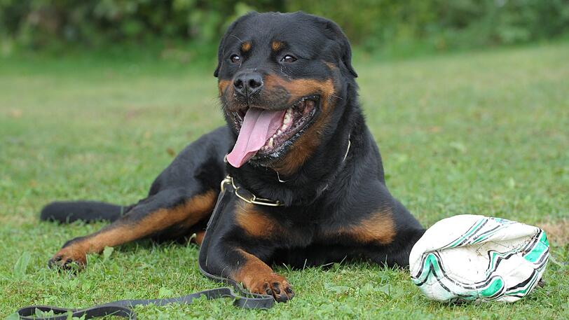 Auch ein Rottweiler ist keine 100-prozentige Versicherung gegen Einbrecher (Symbolbild).