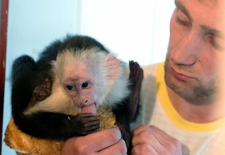 Bundesumweltminister Peter Altmaier (CDU) besucht am 21.05.2013 im Tierheim München-Riem Justin Biebers Kapuzineräffchen Mally, der auf dem Arm seines Pflegers Konrad Dressler (r) steht.