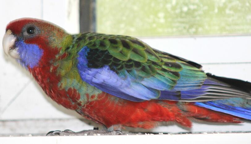 Penantsittich Peter lebt mit 17 anderen infizierten Vögel im Münchner Tierheim.