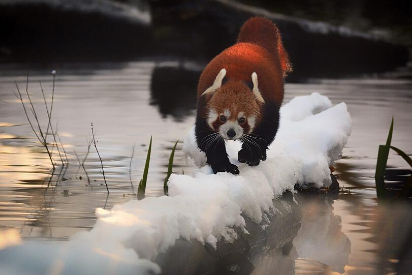Wintereinbruch: Der kleine Panda im Schnee.