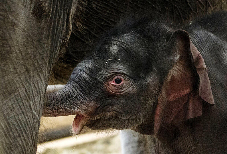 Der junge Elefantenbulle im Berliner Zoo zeigt sich am Montag (04.01.2016) erstmals in Berlin bei einem Pressetermin den Journalisten. Der kleine Dickhäuter erblickte in der Neujahrsnacht das Licht der Welt und ist derzeit für die Besucher im Dickhäuterhaus im Tierpark zu sehen.
