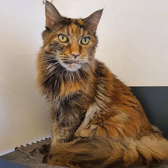 Maine-Coon-Katze Carmen (10) ist bei einer Familie mit Kindern gut aufgehoben. Carmen steht gerne im Mittelpunkt, ist sehr neugierig und liebt es, ihre Umgebung zu erkunden. Freigang auf dem Balkon oder im Garten fände die verschmuste Kätzin toll.