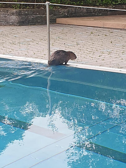 Danach kletterte das Tier aus dem Becken...