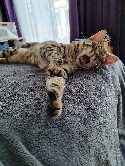 Benji