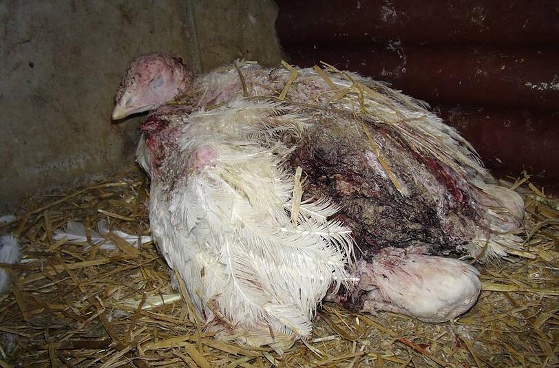 Weitere erschütternde Szenen in einem Putenmastbetrieb.