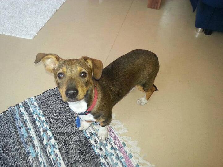 Buddy ist am 15. November entlaufen.