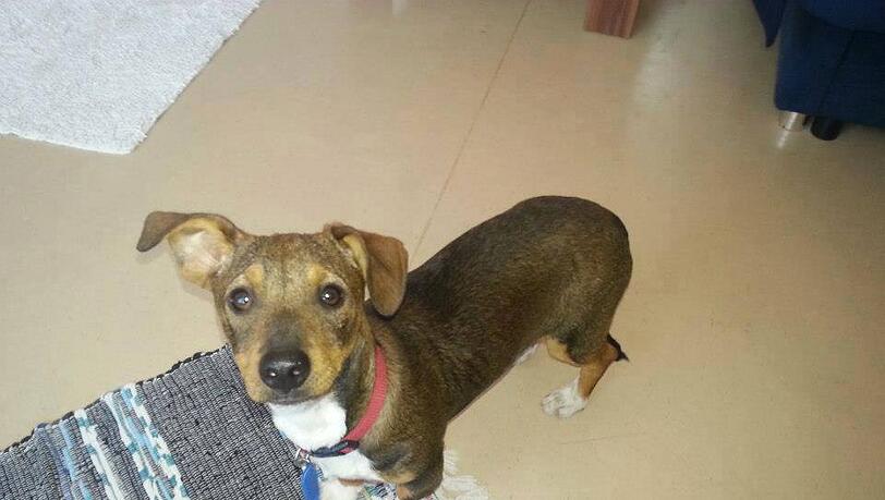 Buddy ist am 15. November entlaufen. Buddy ist am 15. November entlaufen.
